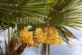 EA219080, Eastpress, Maleme, Greece